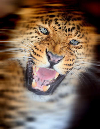 Close up angry leopard portrait on dark backgroundの写真素材