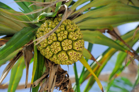 Seeds of sea pandanus or screw pine plant tree (Pandanus tectorius or Pandanus odoratissimus)の写真素材