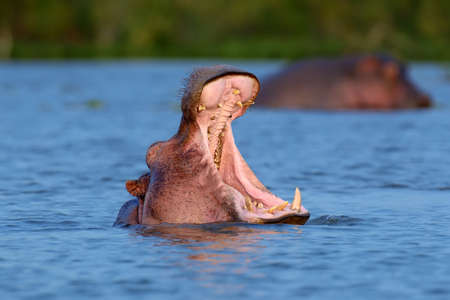 Hippo on lake in Natioanl park of Africaの写真素材