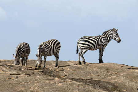 Zebra on stone in Africa, National park of Kenyaの写真素材