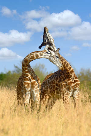 Giraffe on savannah in National park of Africaの写真素材