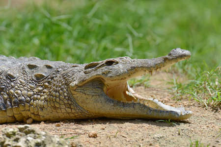Big crocodile in National park of Kenya, Africaの写真素材