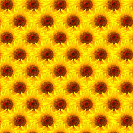 Sunflower seamless background patternの写真素材