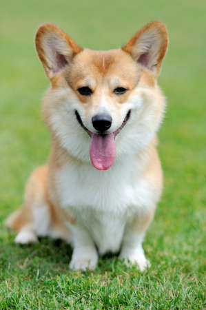 Close Welsh Corgi dog in green summer grassの写真素材