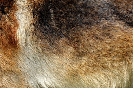 Close up of a dog fur texturesの写真素材