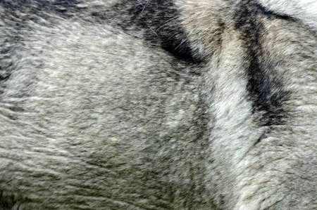 Close up of a dog fur texturesの写真素材