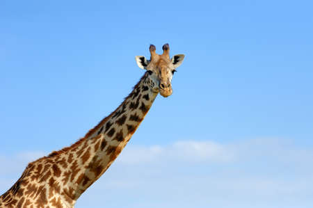 Giraffe on savannah in National park of Africaの写真素材