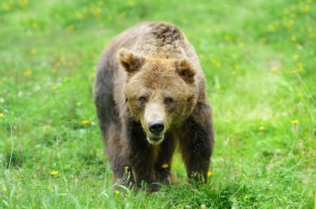 Big brown bear (Ursus arctos) in the environmentの写真素材