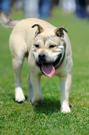 Close up adorable dog in summer green grassの写真素材