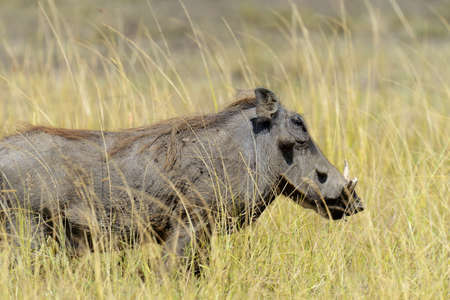 Close warthog in National park of Africa, Kenyaの写真素材