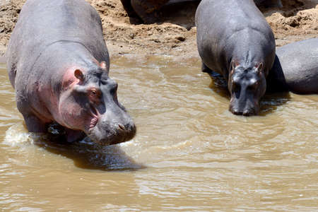 Hippo on lake in Natioanl park of Africaの写真素材