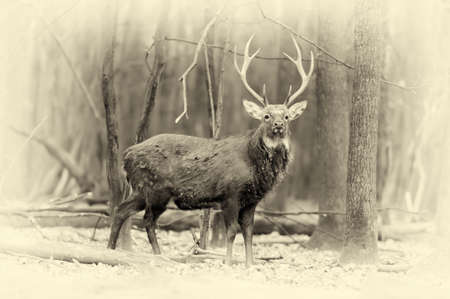 Close whitetail buck deerstag in forest. Vintage effectの写真素材