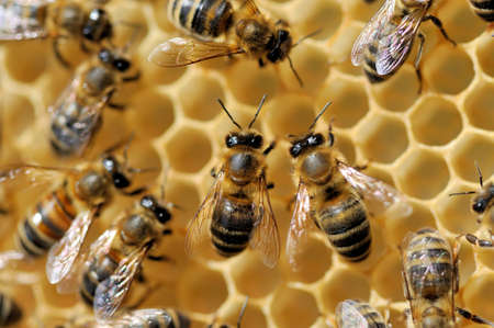 Close up view of the working bees on honeycells