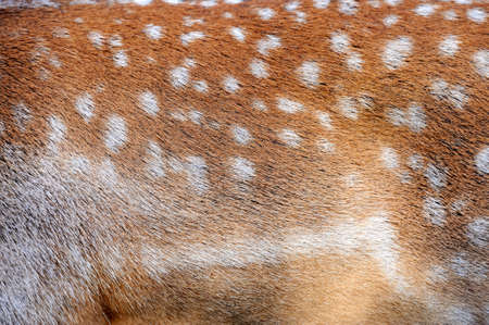 Texture of real axis sika deer furの写真素材
