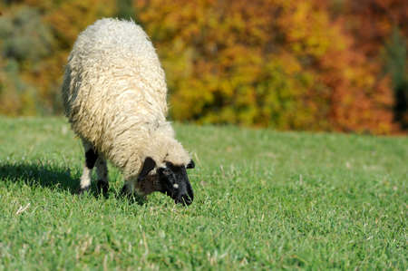 Flock sheep on a autumn fieldの写真素材