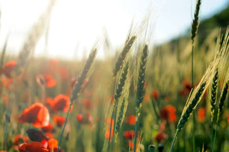 Field of bright red corn poppy flowers in summerの写真素材