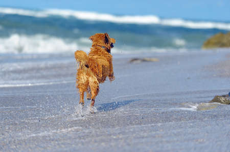 Young golden retriever running on the beachの写真素材