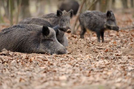Close wild young boar in autumn forestの写真素材