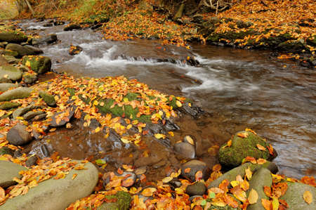 Autumn forest waterfall and rocks with yellow leaves