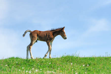 Little cute colt walk on spring pastureの写真素材