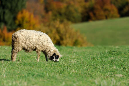 Flock sheep on a autumn fieldの写真素材