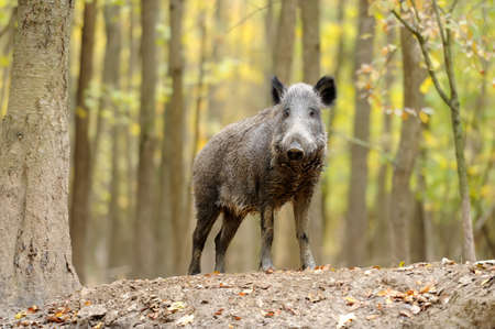 Close wild young boar in autumn forestの写真素材