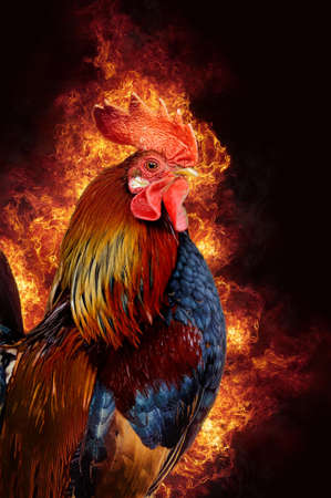 Red rooster in flame on black backgroundの写真素材