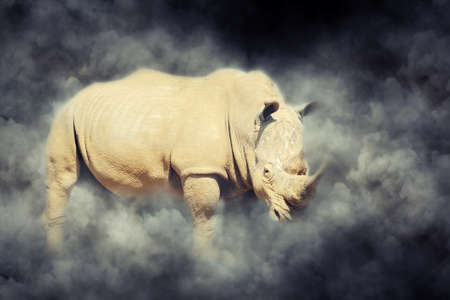 African white rhino in smoke on dark backgroundの写真素材