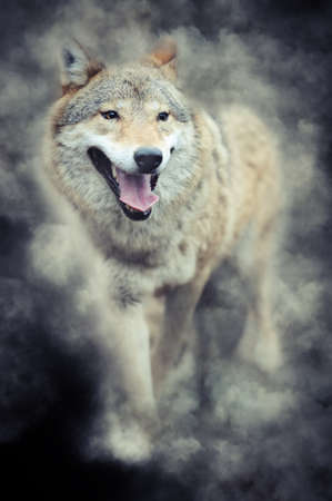 Wild grey wolf in smoke on dark backgroundの写真素材