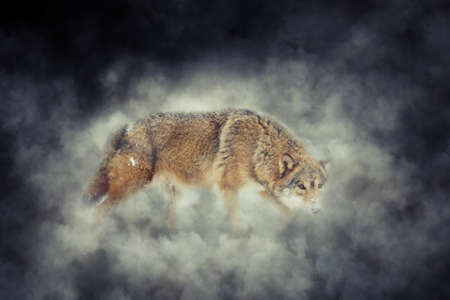 Wild grey wolf in smoke on dark backgroundの写真素材