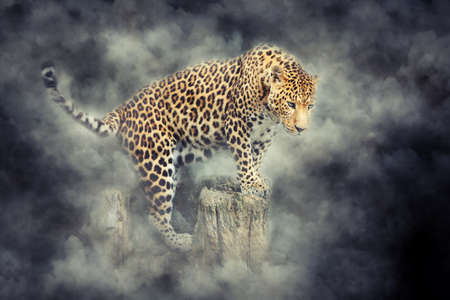 Close-up angry leoprad portrait in smoke on dark backgroundの写真素材