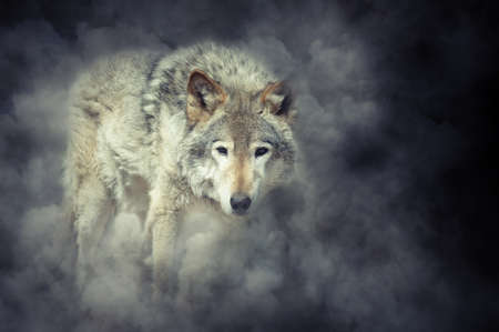 Wild grey wolf in smoke on dark backgroundの写真素材