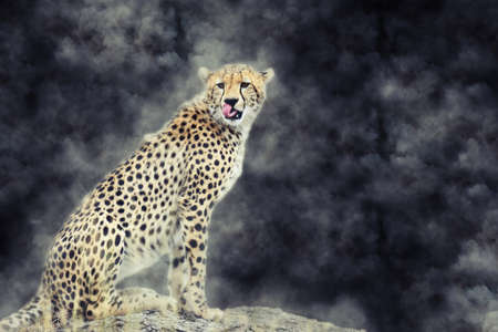 Wild african cheetah in smoke on dark backgroundの写真素材