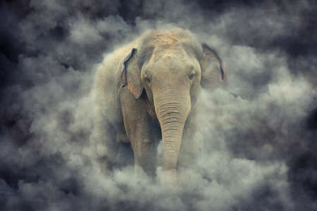Elephants in National Park of Sri Lanka. Elephant in smokeの写真素材
