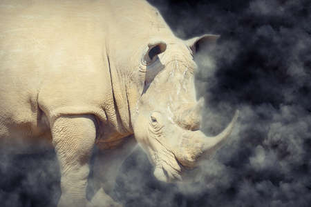 African white rhino in smoke on dark backgroundの写真素材