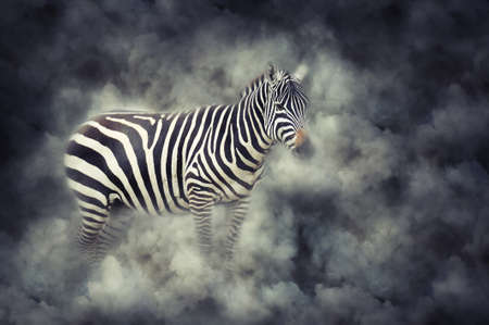 Close up zebra in smoke on dark backgroundの写真素材