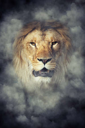 Close male lion in smoke on dark backgroundの写真素材