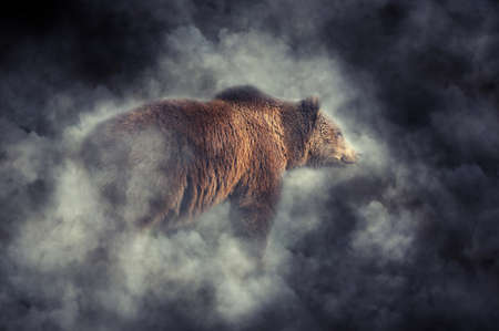 Big brown bear (Ursus arctos) in the forest. Bear in smokeの写真素材