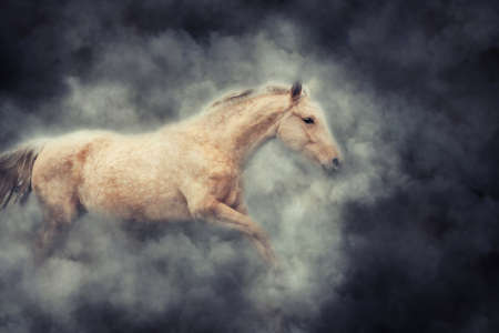 Close brown horse in smoke on dark backgroundの写真素材