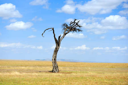 Beautiful landscape with tree in National park of Kenya, Africaの写真素材