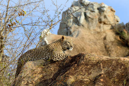 Close-up leopard in National park of Kenya, Africaの写真素材