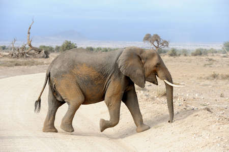 Elephant in National park of Kenya, Africa