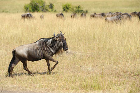 Wildebeest in savannah, National park of Kenya, Africaの写真素材
