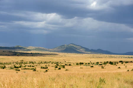 Savannah landscape in the National park of Kenya, Africaの写真素材