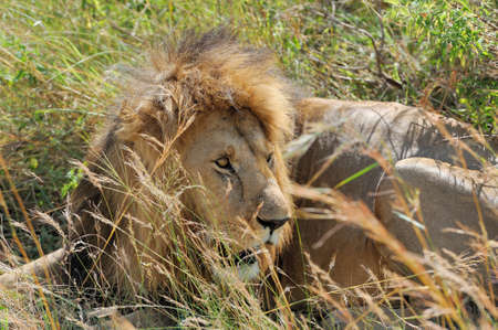 Close lion in National park of Kenya, Africa