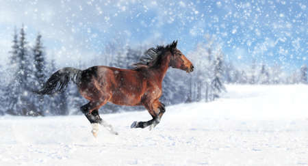 Horse runs gallop on the winter fieldの写真素材
