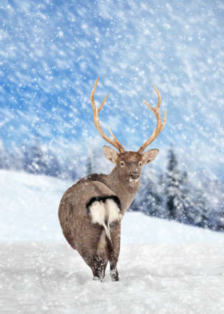 Close young deer in nature. Winter timeの写真素材