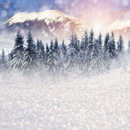 Winter landscape with snowy trees and snowflakes. Christmas concept