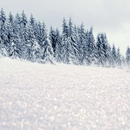 Winter landscape with snowy trees and snowflakes. Christmas concept