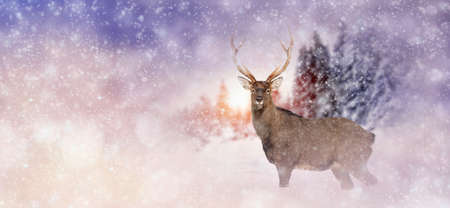 Winter background with deer. Christmas conceptの写真素材